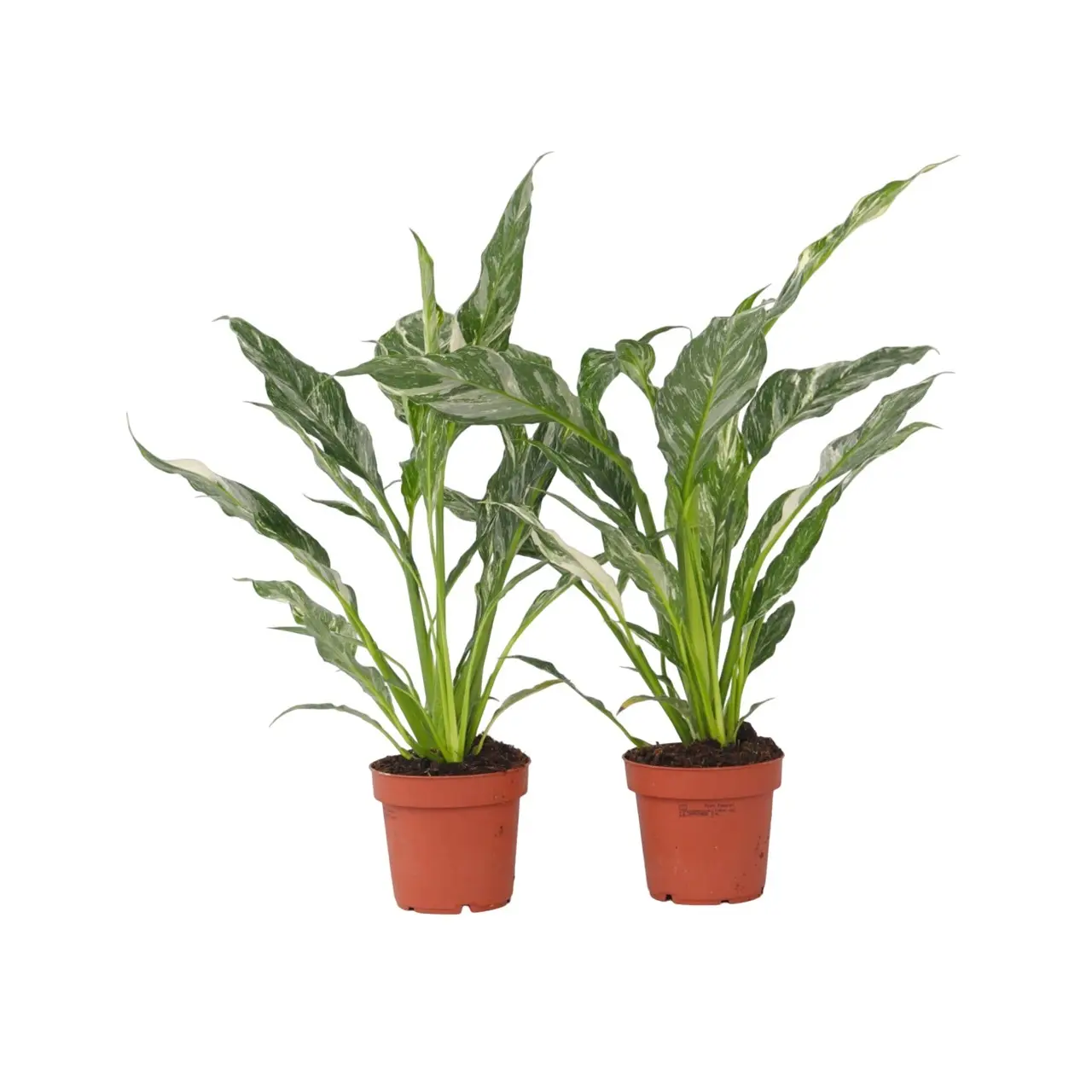 Fleur de lune – Set de 2 – Spathiphyllum ‘Diamond’ – Hauteur 40-50cm – ⌀12cm