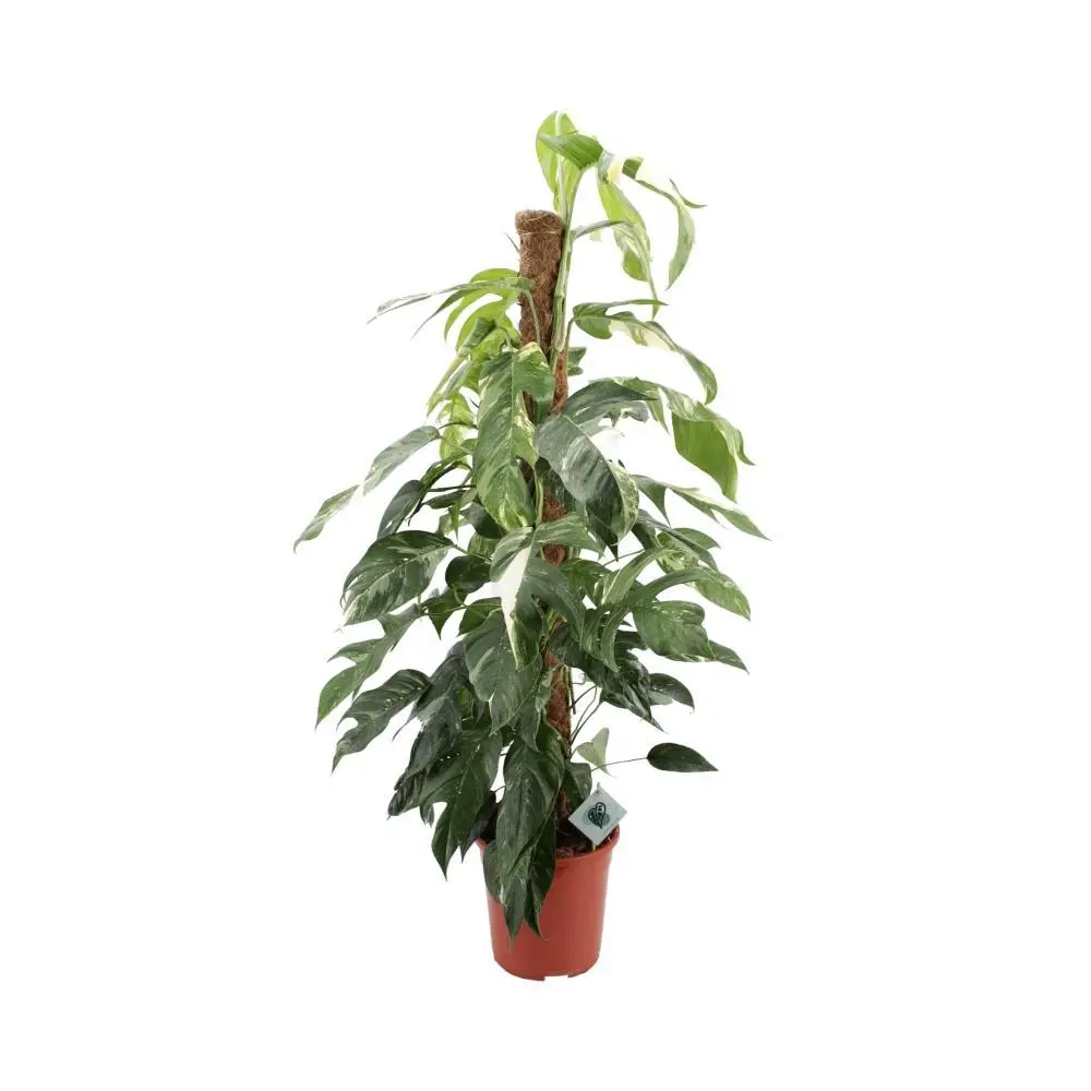 Epipremnum Pinnatum ‘Albo Variegata’ 125cm – Plante d’intérieur- La Green Touch