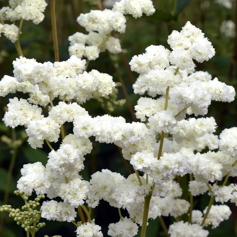 Filipendula ulmaria Plena – Reine des prés Godet de 8/9 cm