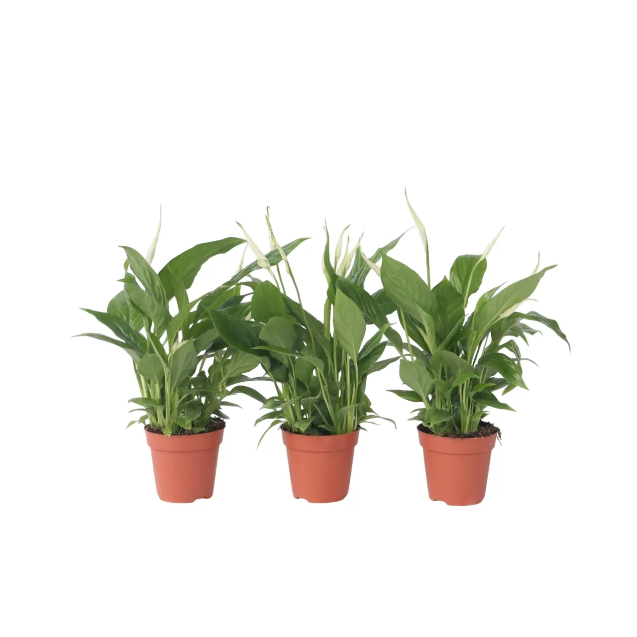 Fleur de lune – Set de 3 – Spathiphyllum ‘Torelli’ – Hauteur 30-45cm – ⌀12cm