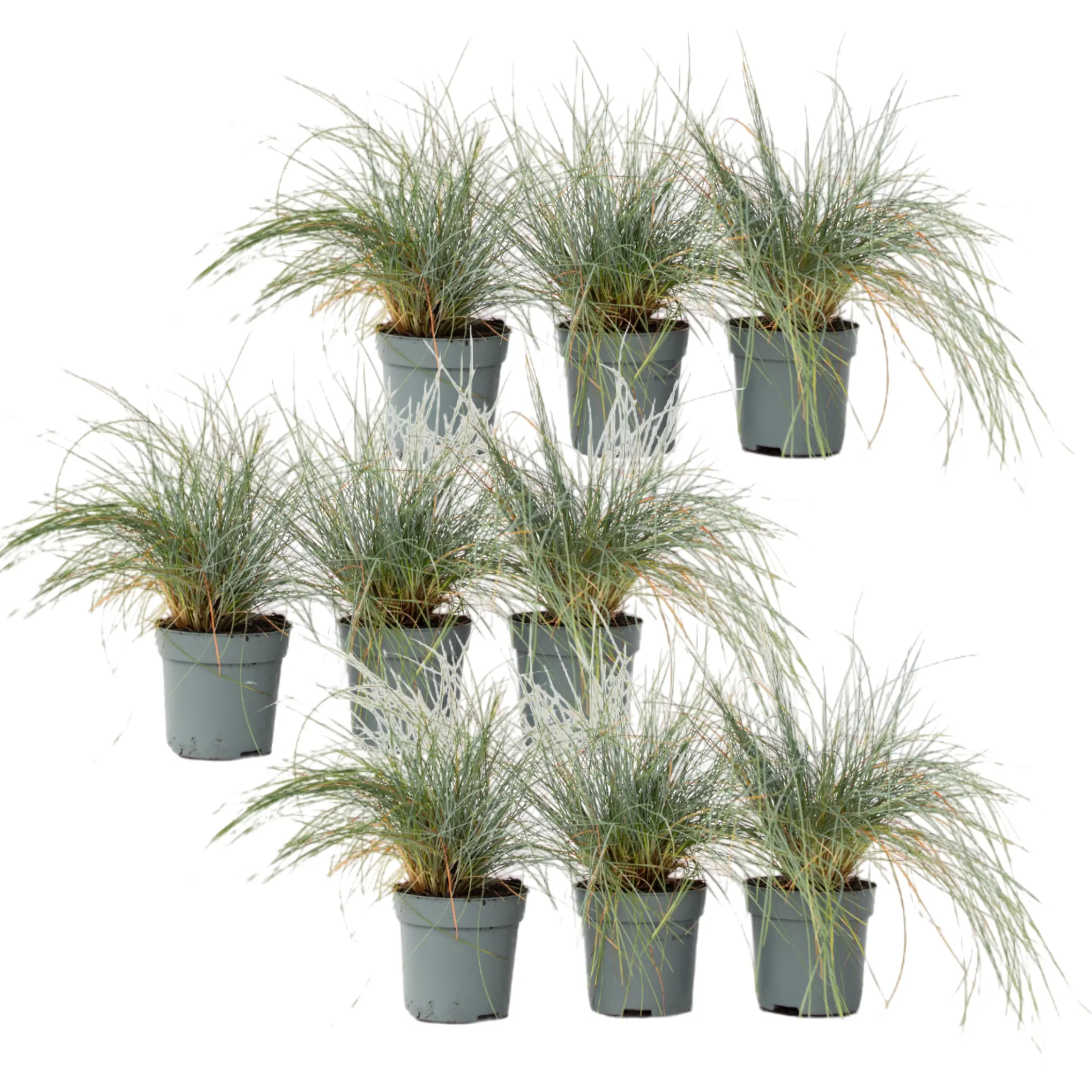 Fétuque – Set de 9 – Festuca glauca ‘Elijah Blue’ – Hauteur 10-15cm – ⌀9cm