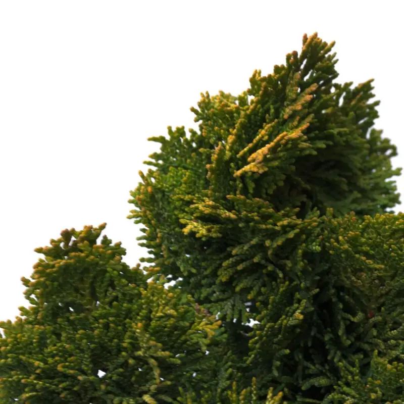 Faux cyprès d’Hinoki Aurora, Chamaecyparis obtusa – Pot de 3L – 20/40 cm