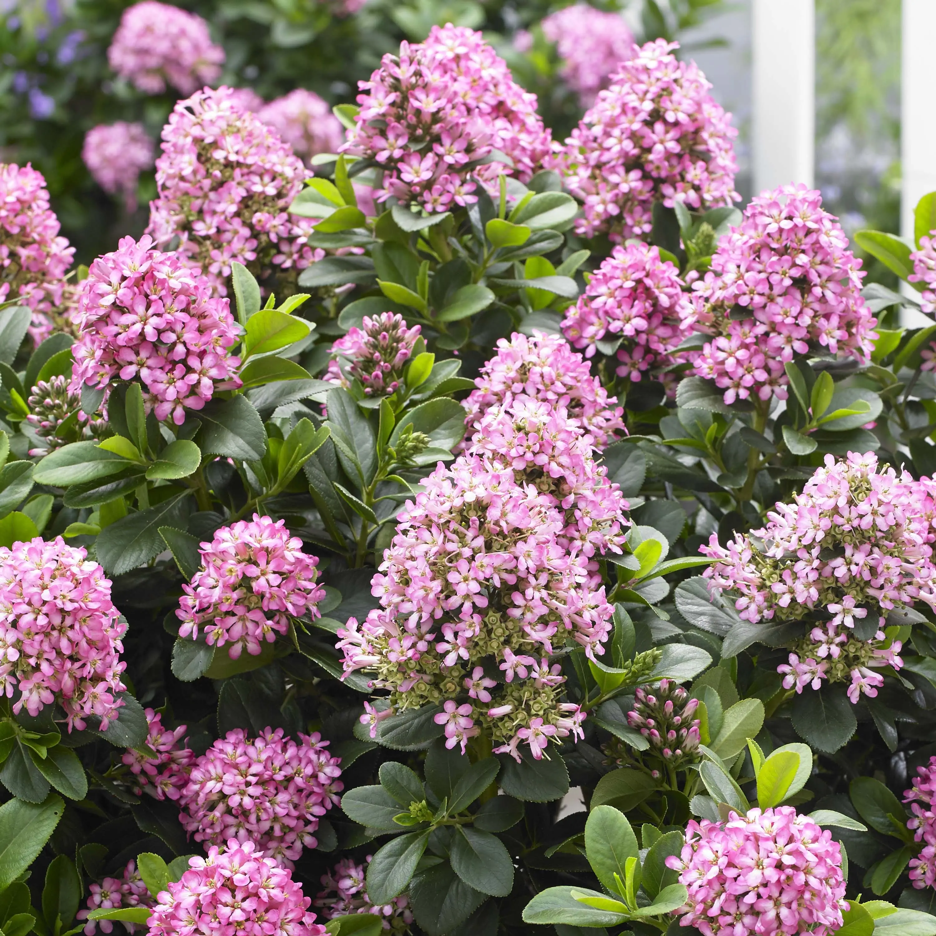 Escallonia Pink Elle Pot de 2L/3L