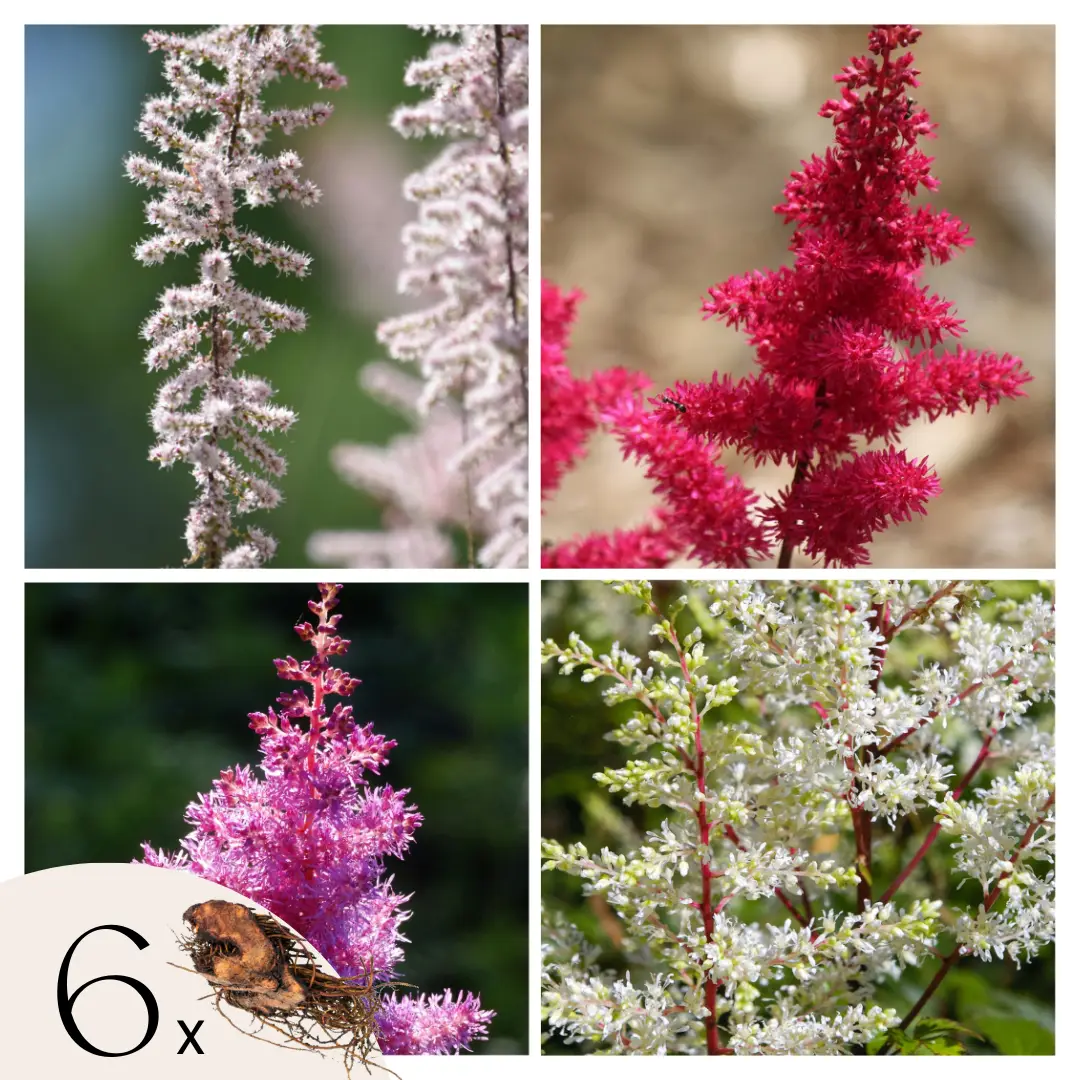 Faux Spiraea – Set de 6 – Astilbe – Rhizomes