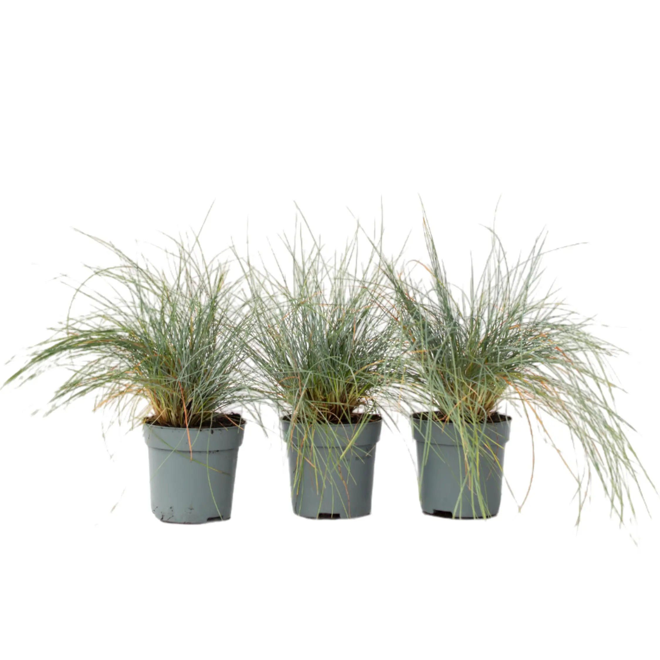 Fétuque – Set de 3 – Festuca glauca ‘Elijah Blue’ – Hauteur 10-15cm – ⌀9cm