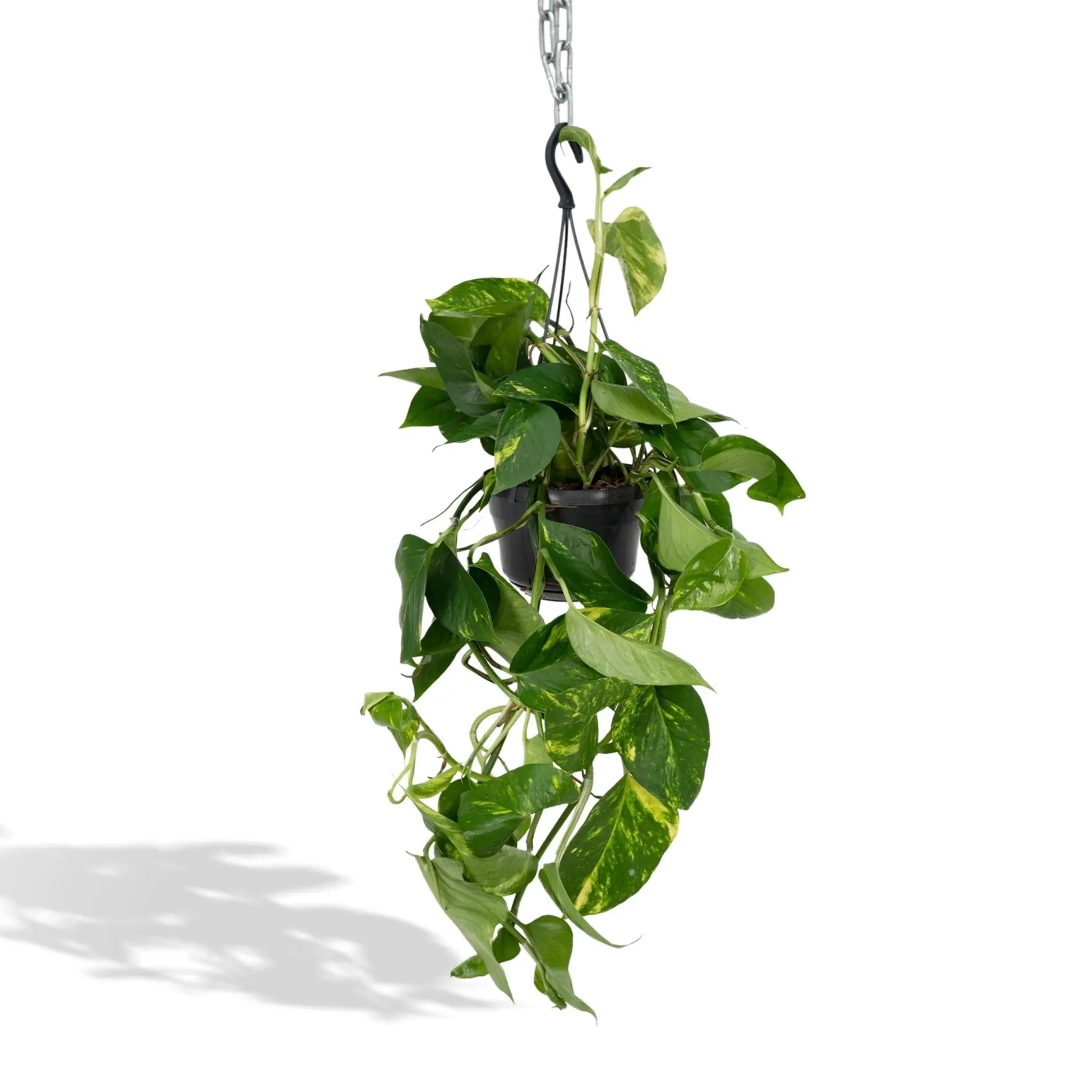 Epipremnum Aureum Scindapsus h25cm 25cm – Plante d’intérieur- La Green Touch