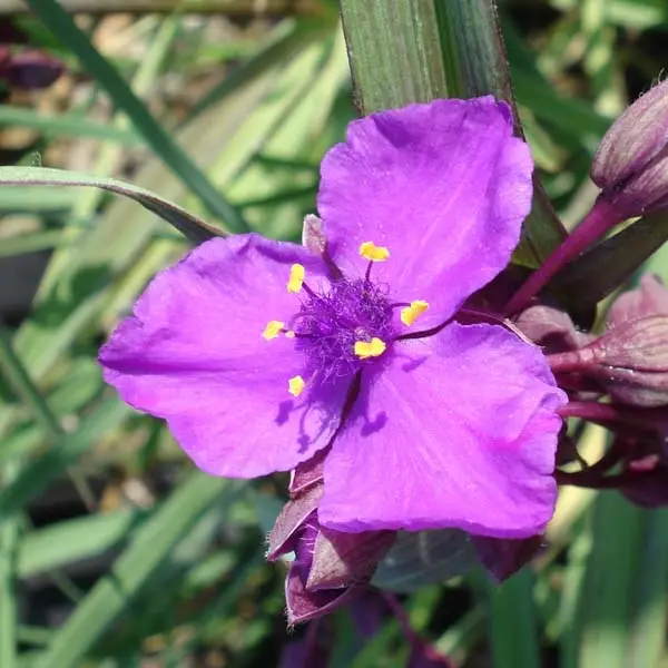 Ephémère de Virginie – Tradescantia andersonina Concord Grape – Racines nues