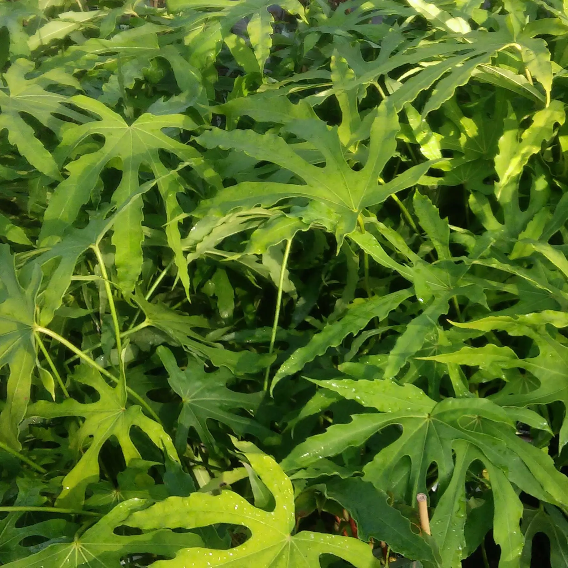 Fatsia polycarpa Green Fingers – Fatsia de Taiwan Pot de 2L/3L