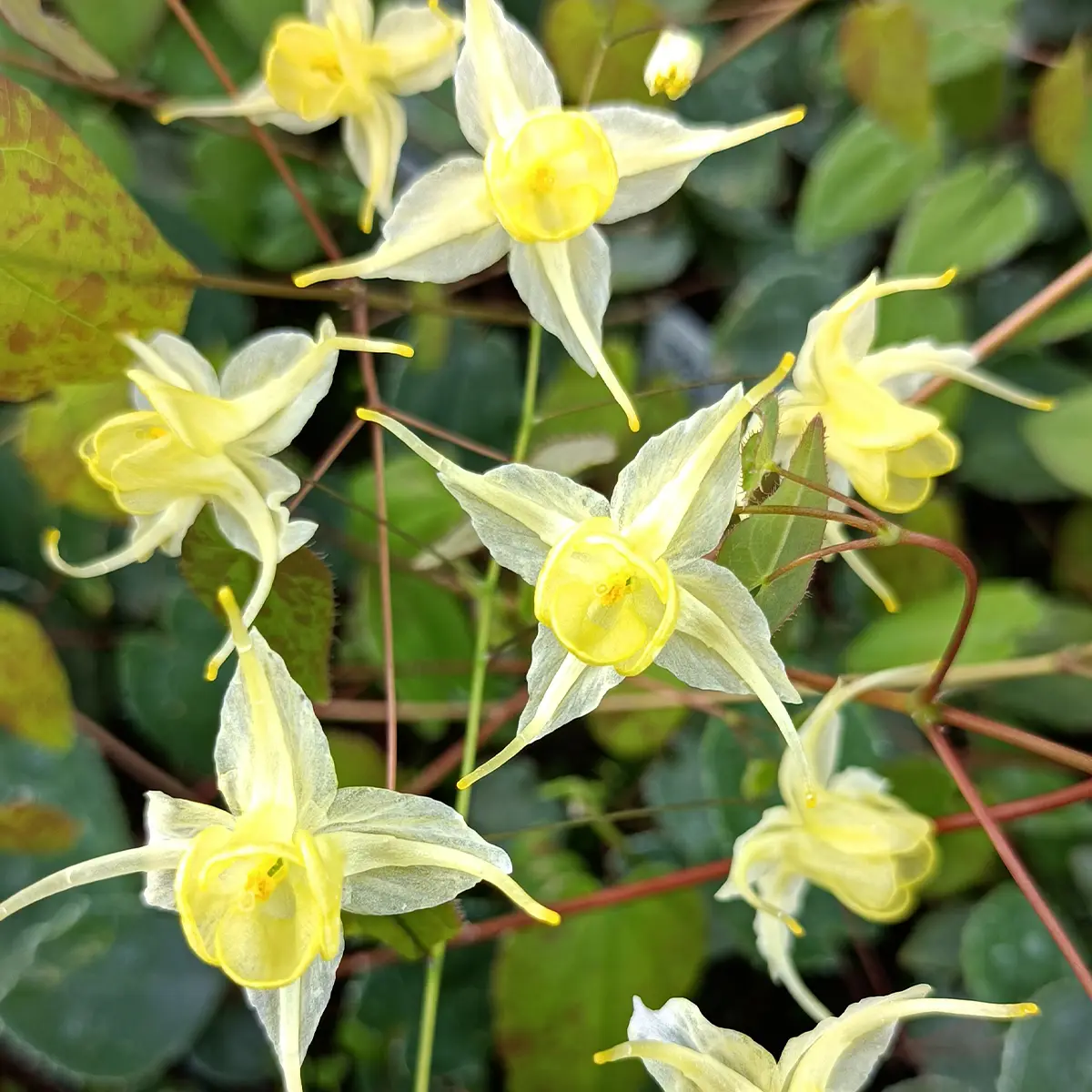 Fleur des Elfes – Epimedium Flower Of Sulphur Godet de 8/9 cm