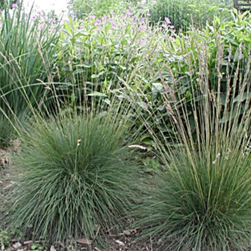 Festuca amethystina – Fétuque améthyste Pot de 2L/3L