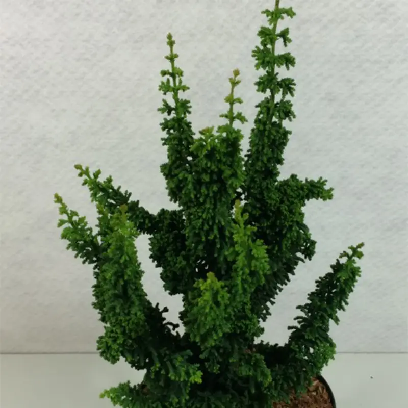 Faux cyprès du Japon – Chamaecyparis obtusa Chirimen Pot de 2L/3L