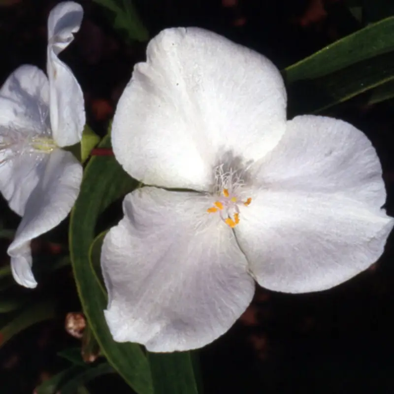 Éphémère de Virginie Innocence à fleurs Blanche – feuillage Caduc – Godet – 5/20 cm- hauteur à maturité De 0,15 m à 0,50 m