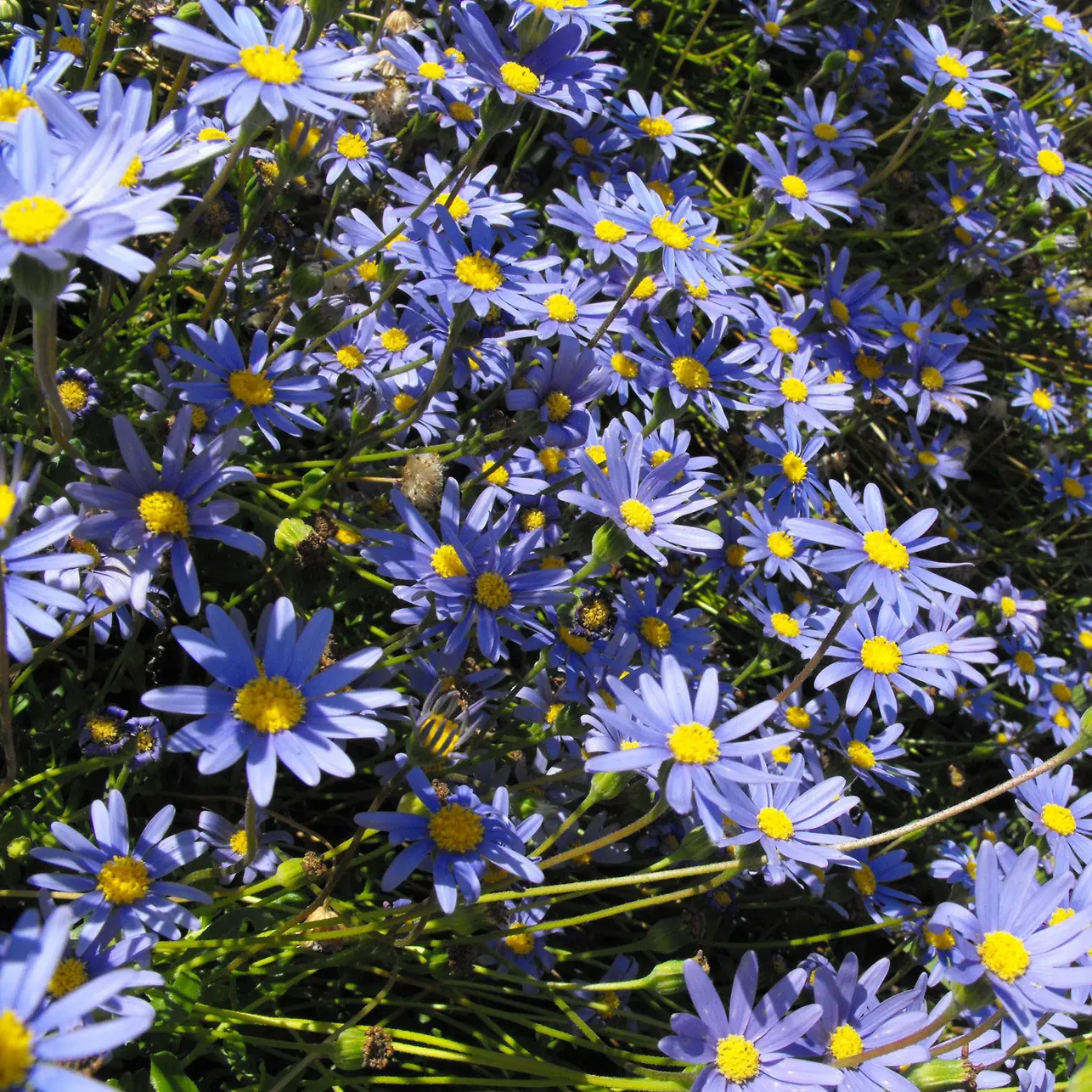 Felicia amelloides – Aster du Cap Godet de 7/8 cm
