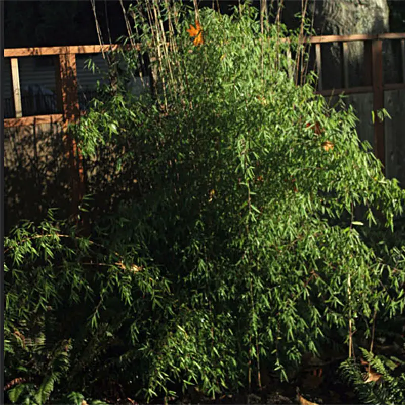 Fargesia nitida Jiu – Bambou non traçant Pot de 2L/3L