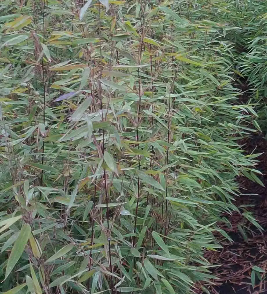 Fargesia «Jiuzhaigou 8» (Bambou non traçant) Taille:Pot 5 Litres – 50/80cm – 5/7 cannes