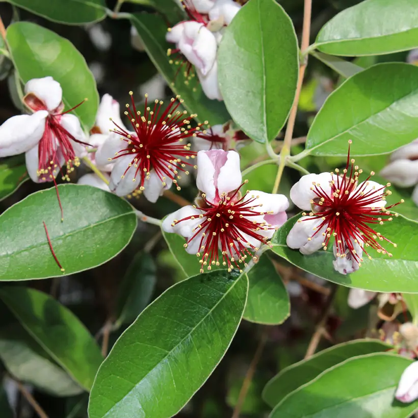 Feijoa ou Acca sellowiana Mammouth – Goyavier du Brésil Pot de 3L/4L