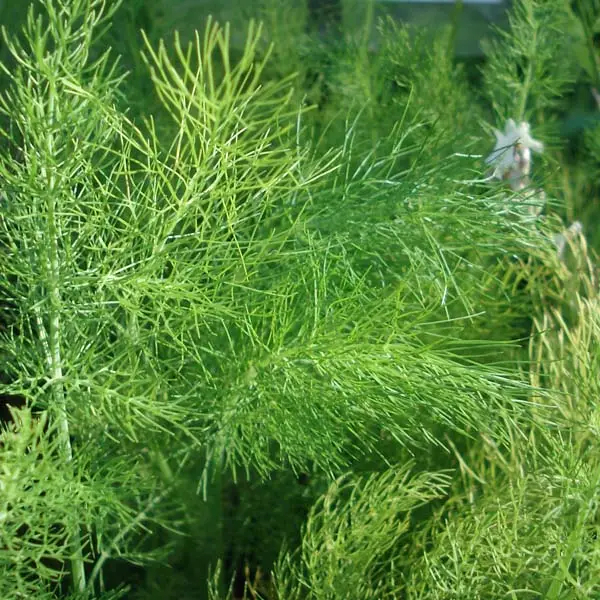 Fenouil – Foeniculum vulgare Godet de 7/8 cm