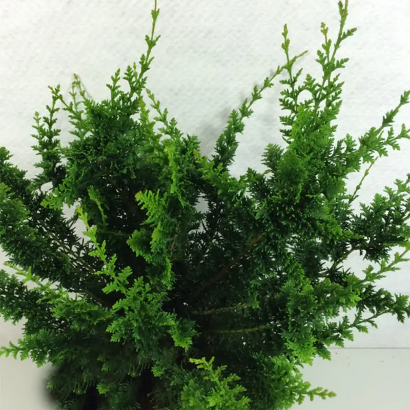 Faux cyprès du Japon – Chamaecyparis obtusa Teddy Bear Pot de 4L/5L