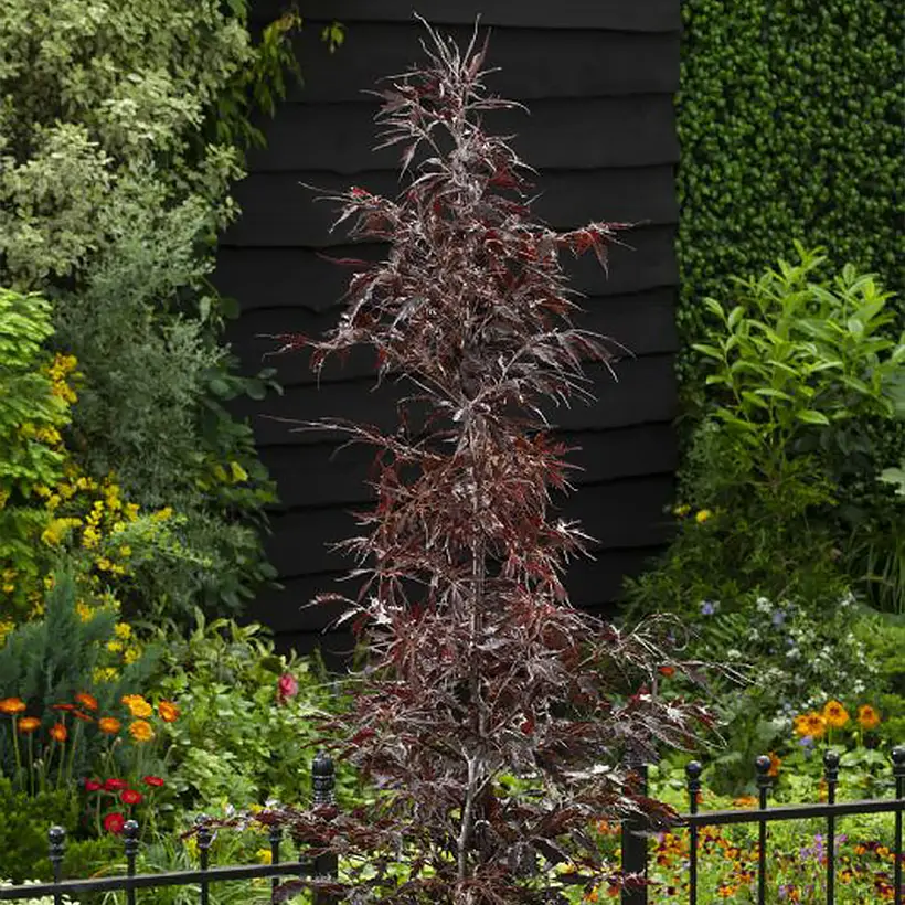 Fagus sylvatica Midnight Feather – Hêtre Pot de 4L/5L
