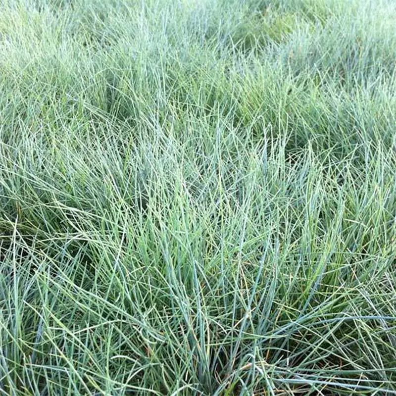 Festuca valesiaca Glaucantha – Fétuque du Valais Godet de 8/9 cm